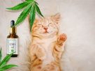 The Benefits of CBD Oil for Cats